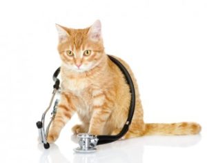 מזון רפואי לחתול